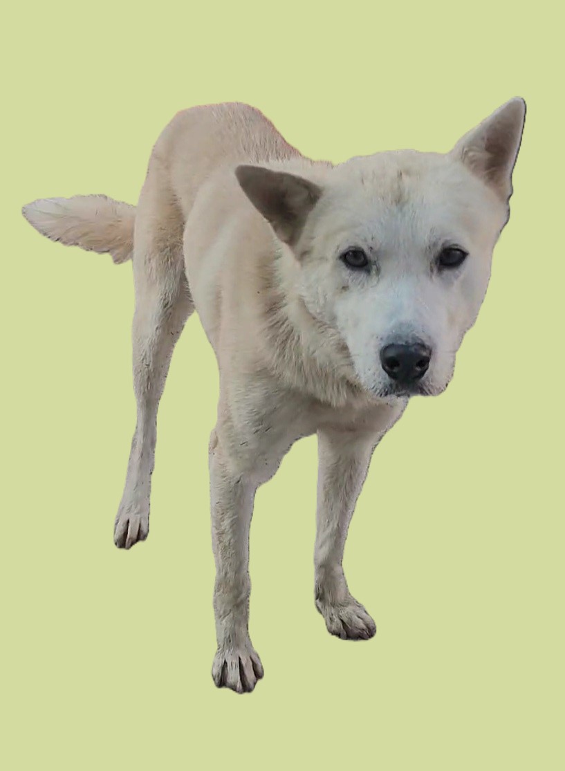 종료(자연사) 진도…