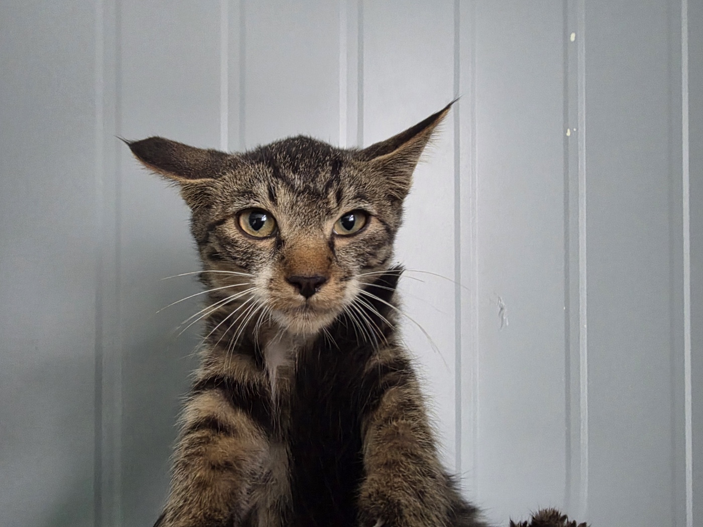 보호중 한국 고양이…