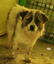 보호중 믹스견의 가…