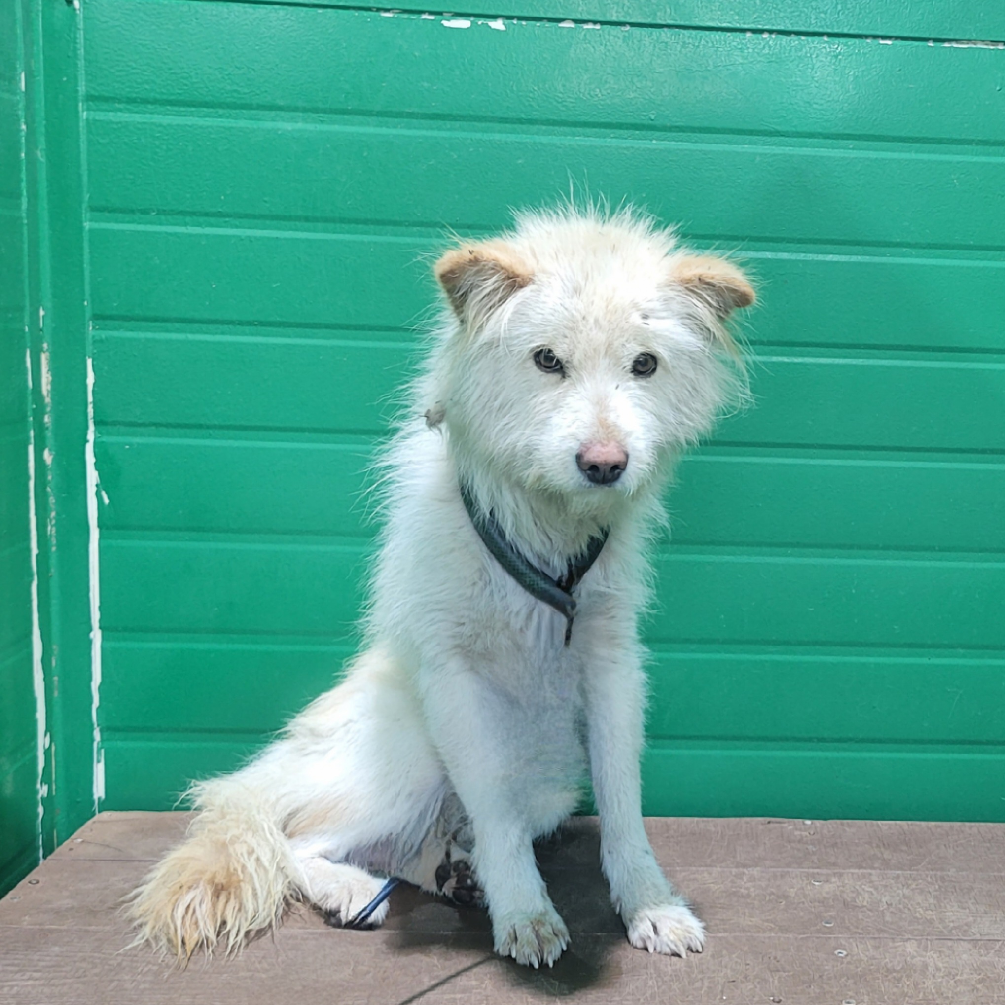 사천시 동물보호센터_448534202502018