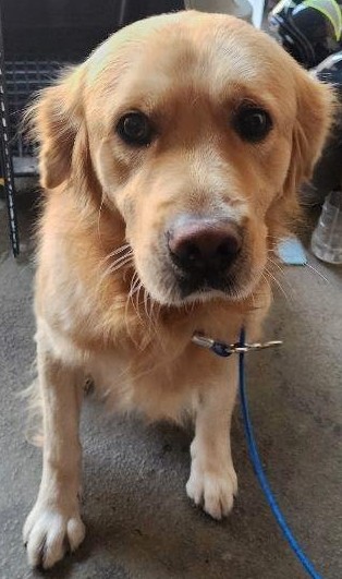 보호중 골든 리트리…