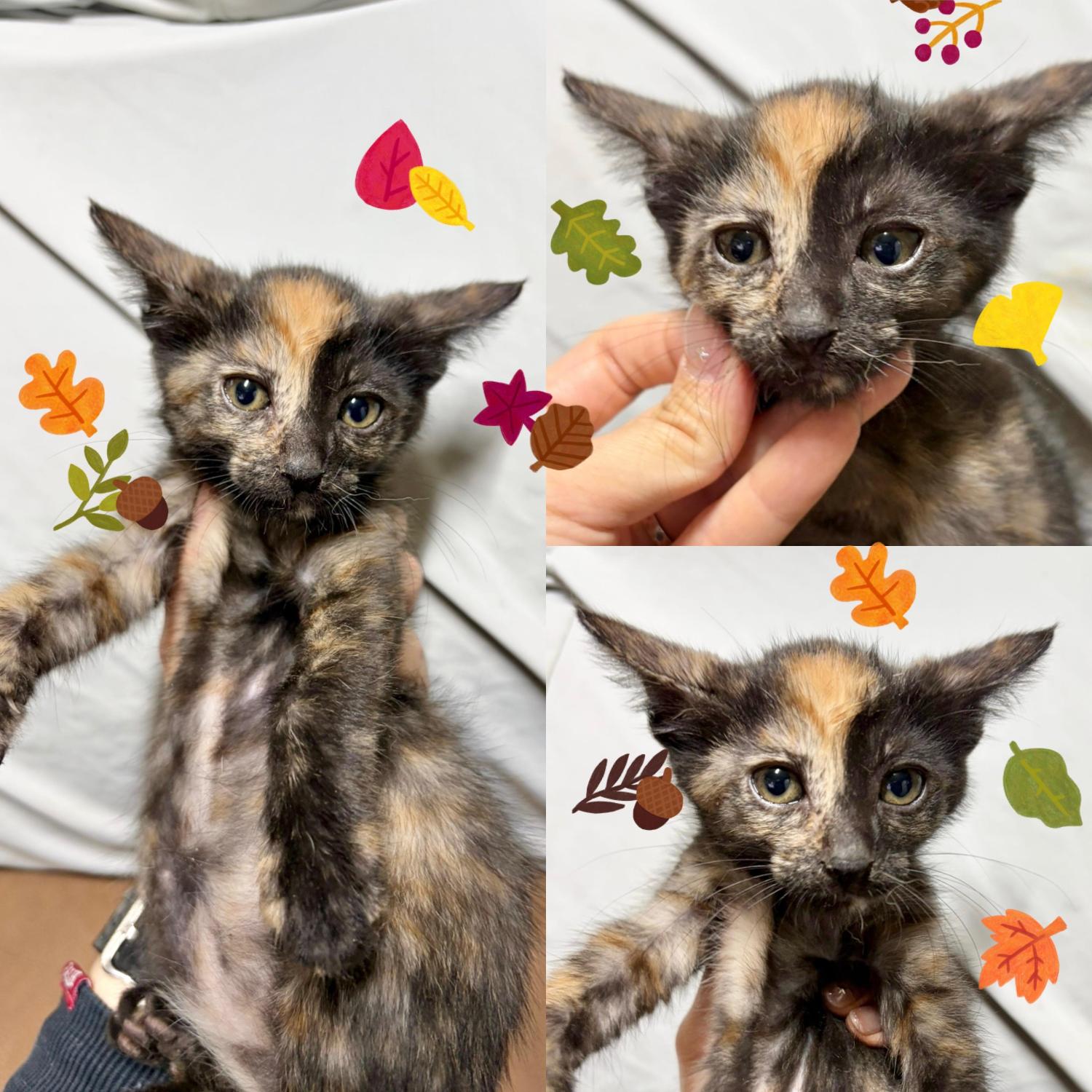 보호중 한국 고양이…