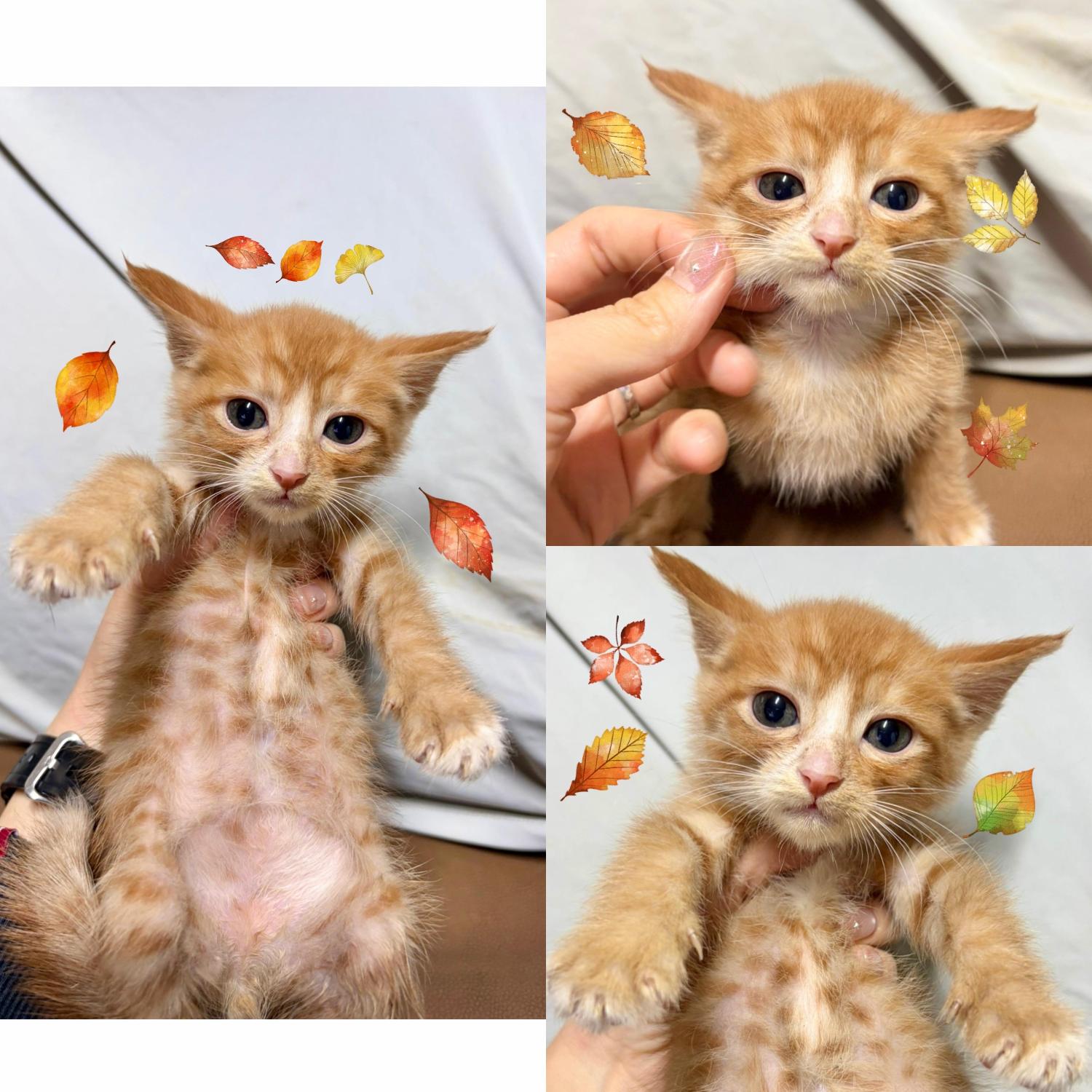 보호중 한국 고양이…