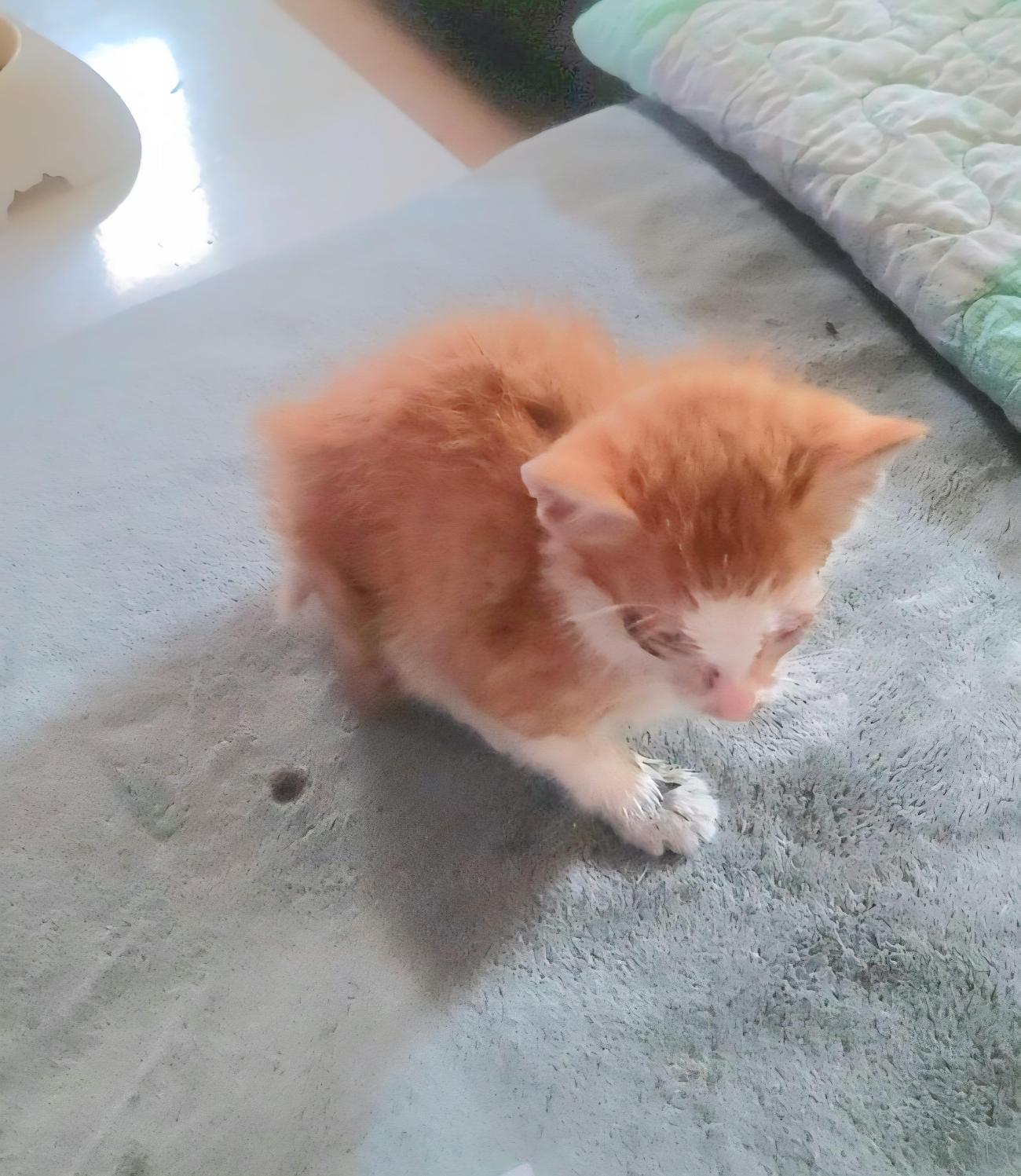 금왕동물병원_443447202501232