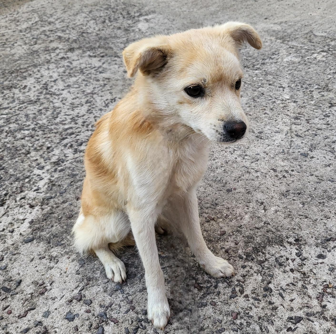 보호중 믹스견의 가…