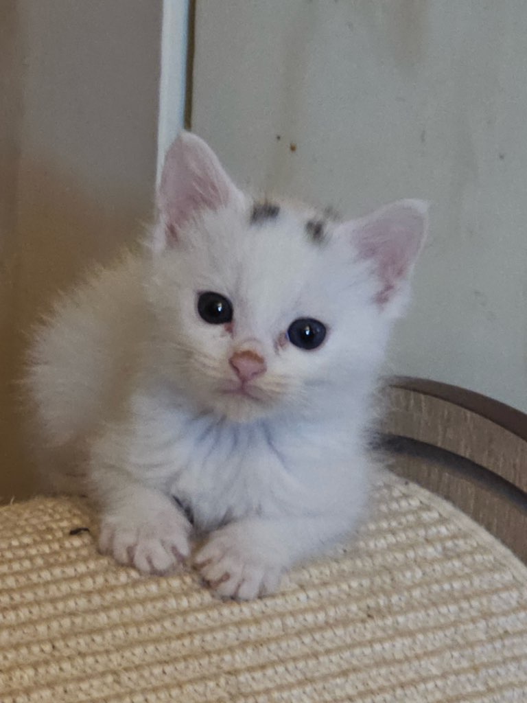 보호중 한국 고양이…