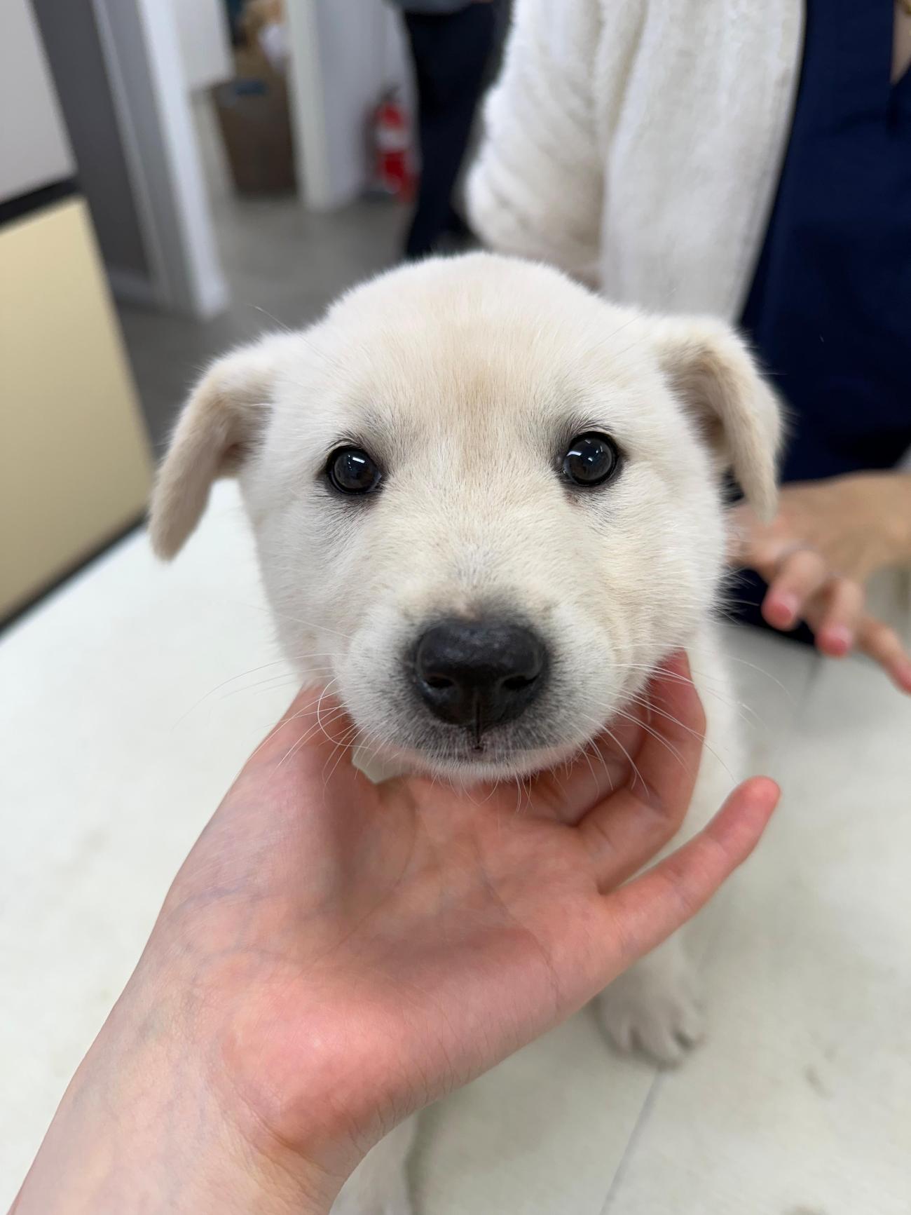 보호중 믹스견의 가…