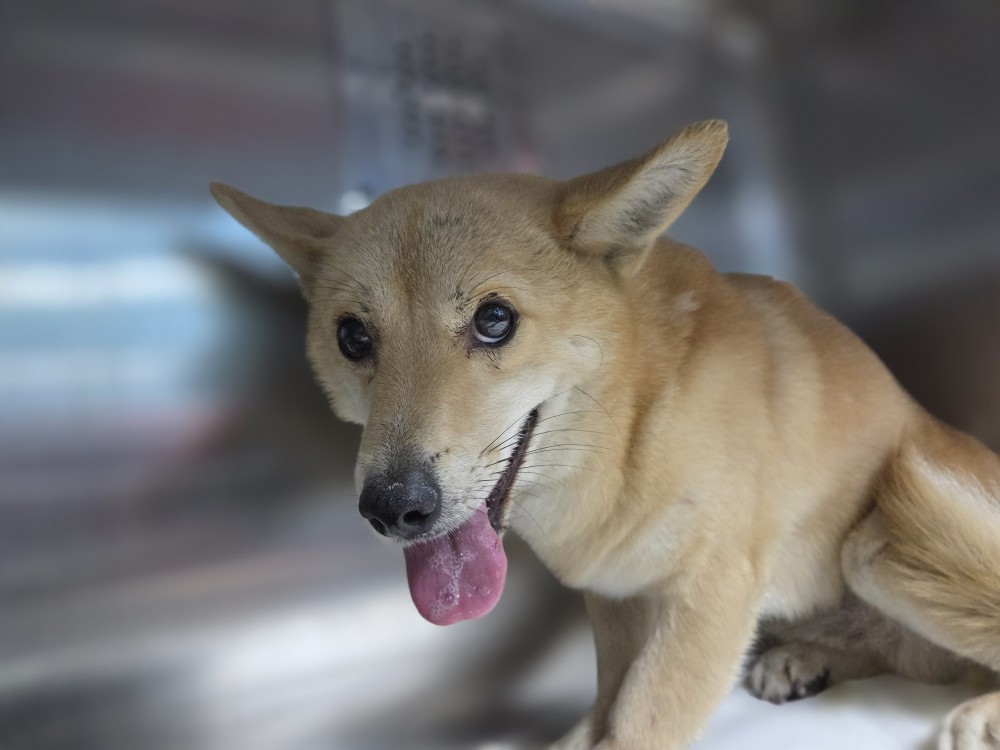 광주동물보호센터_429362202500898