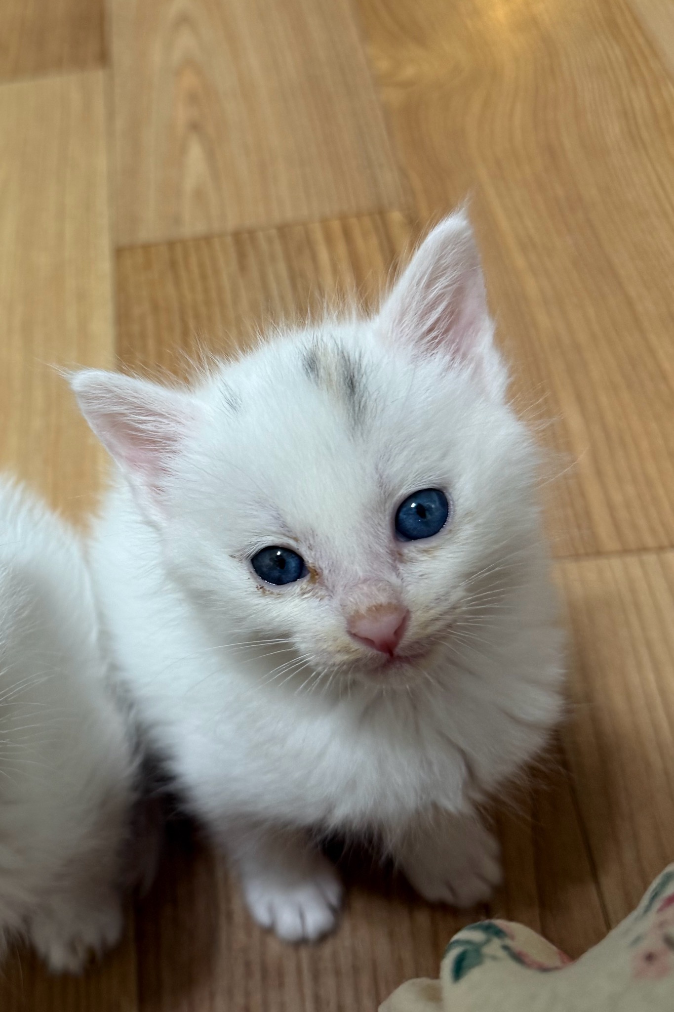 보령길고양이보호협회_444451202501064