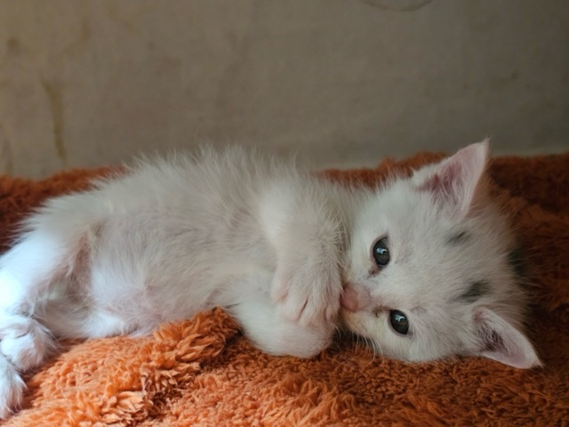 보호중 한국 고양이…