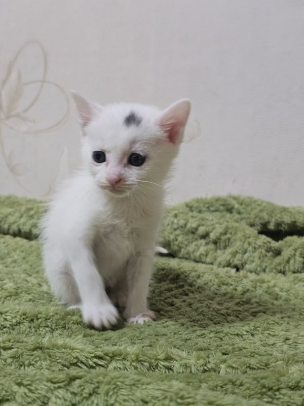 보호중 한국 고양이…
