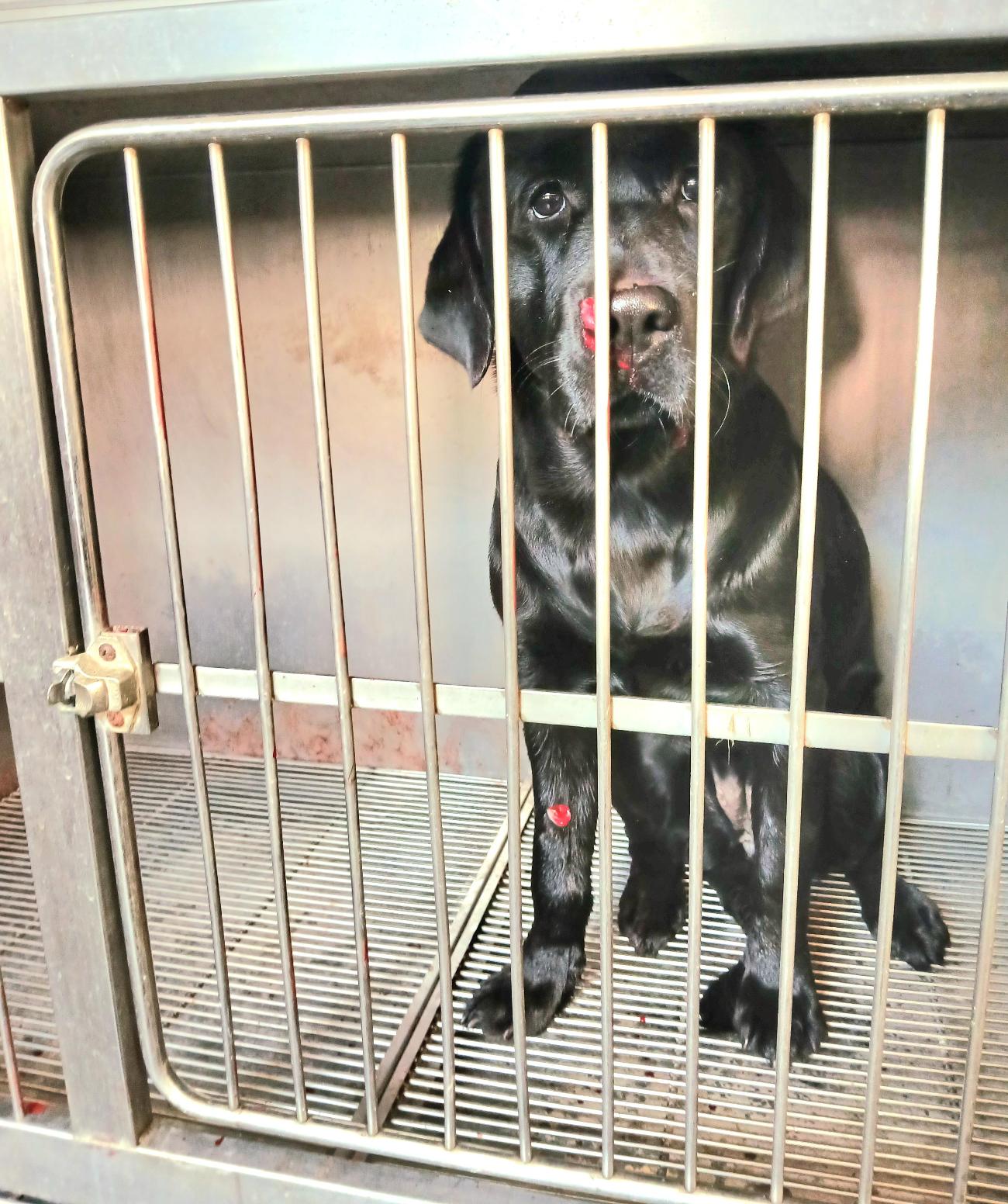 보호중 믹스견의 가…