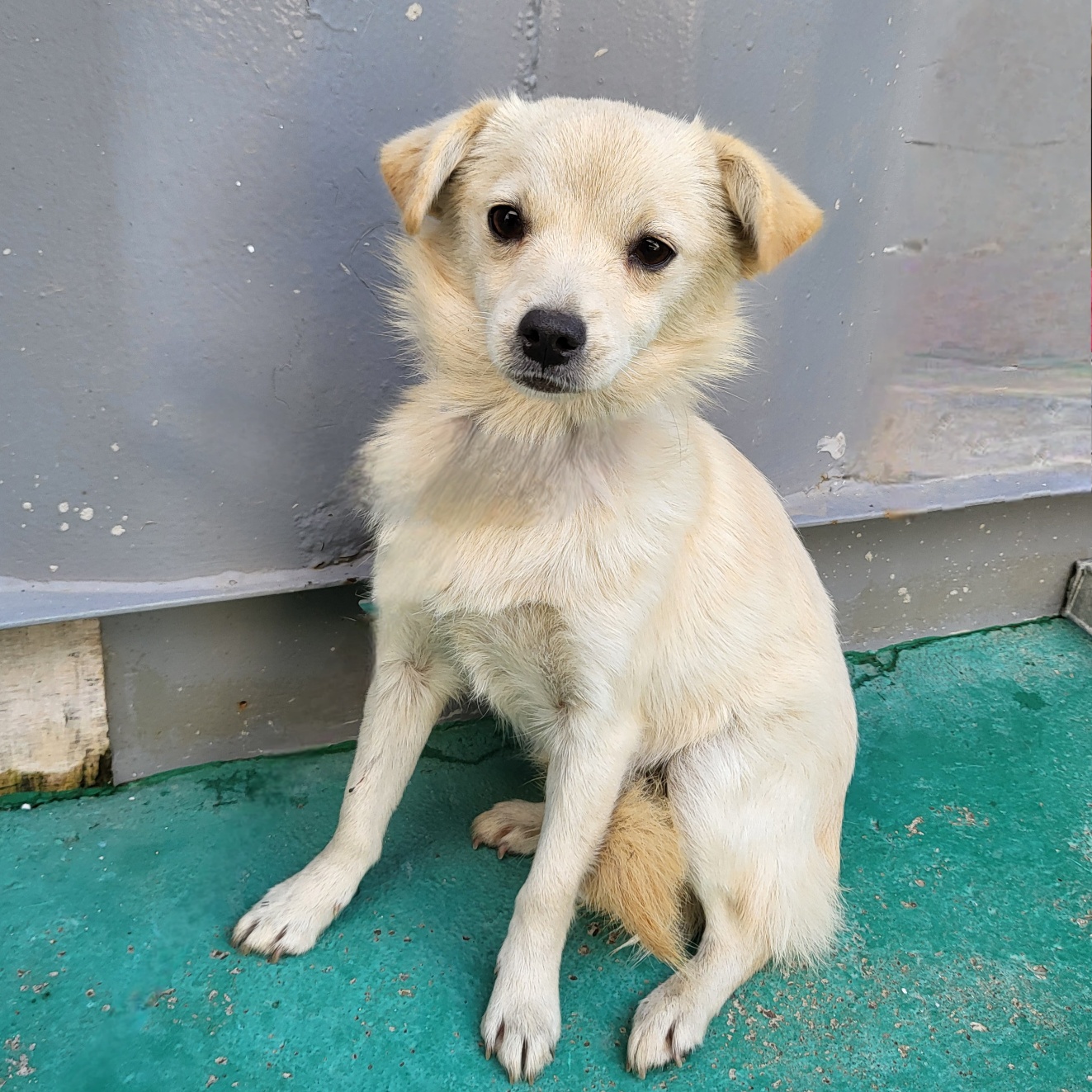 보호중 믹스견의 가…