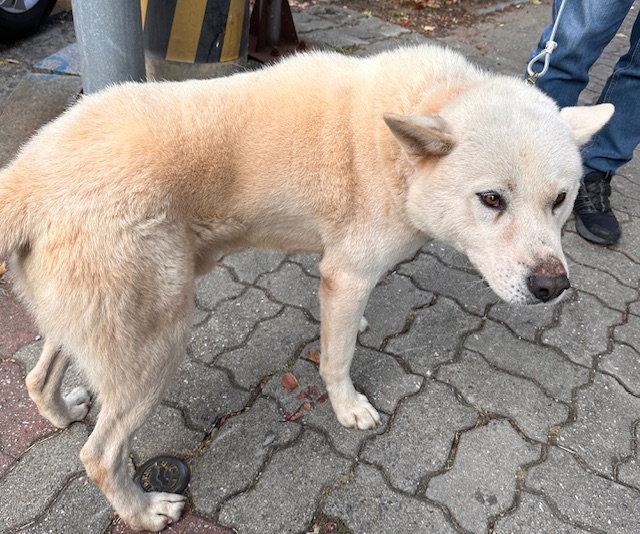 보호중 믹스견의 가…