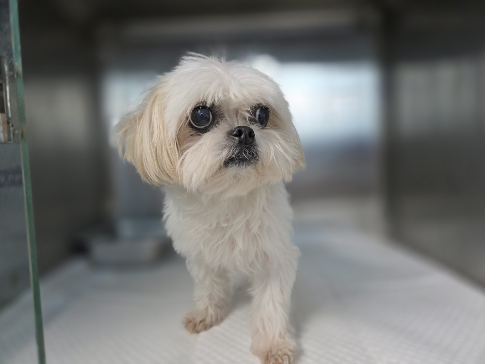 종료(반환) 말티즈…