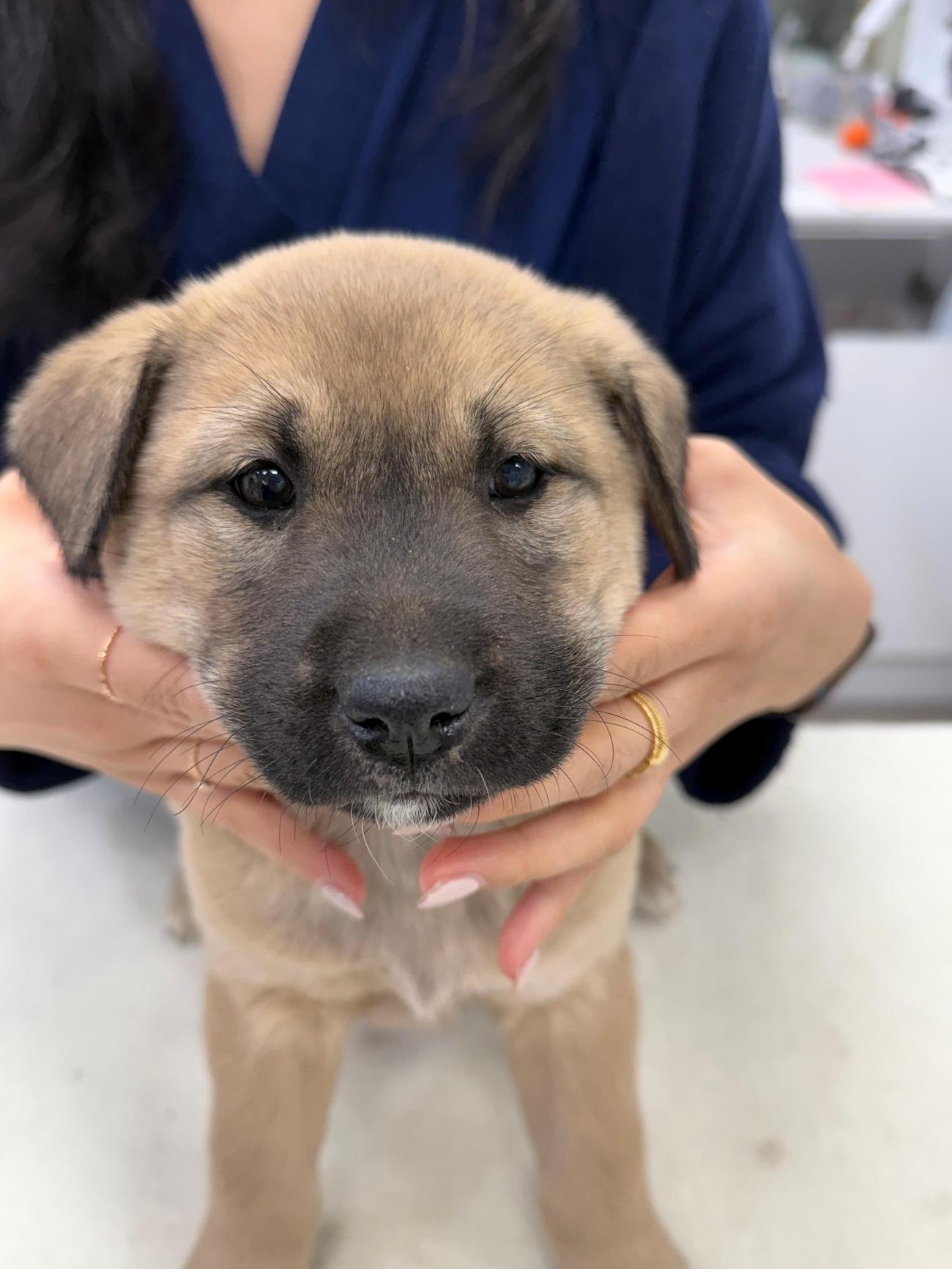 보호중 믹스견의 가…