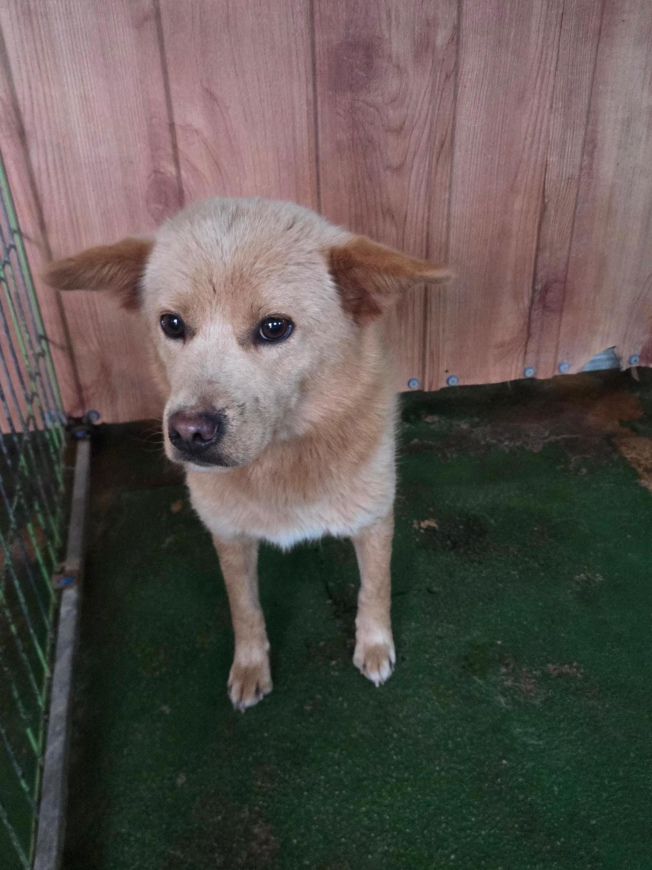 보호중 믹스견의 가…