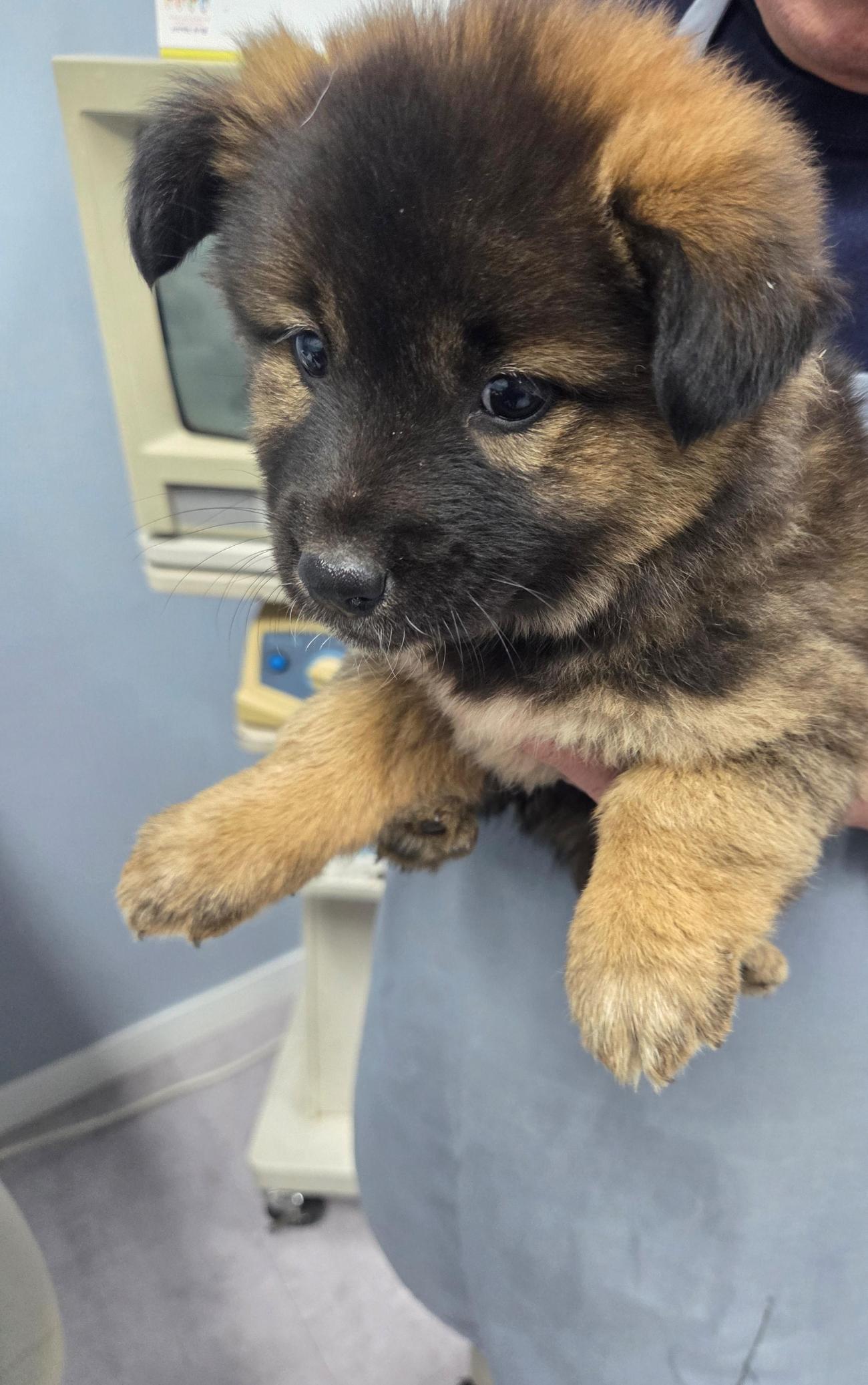 보호중 믹스견의 가…