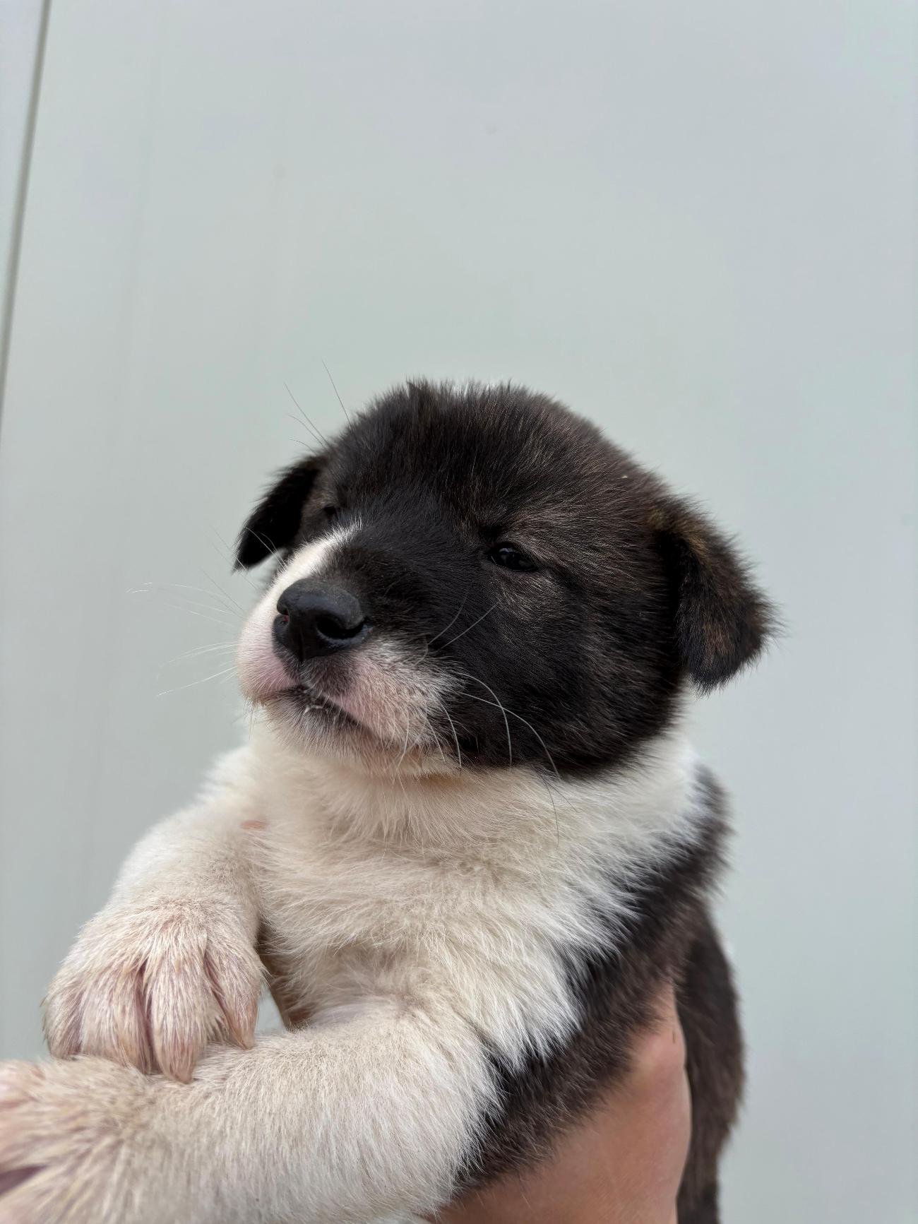 보호중 믹스견의 가…