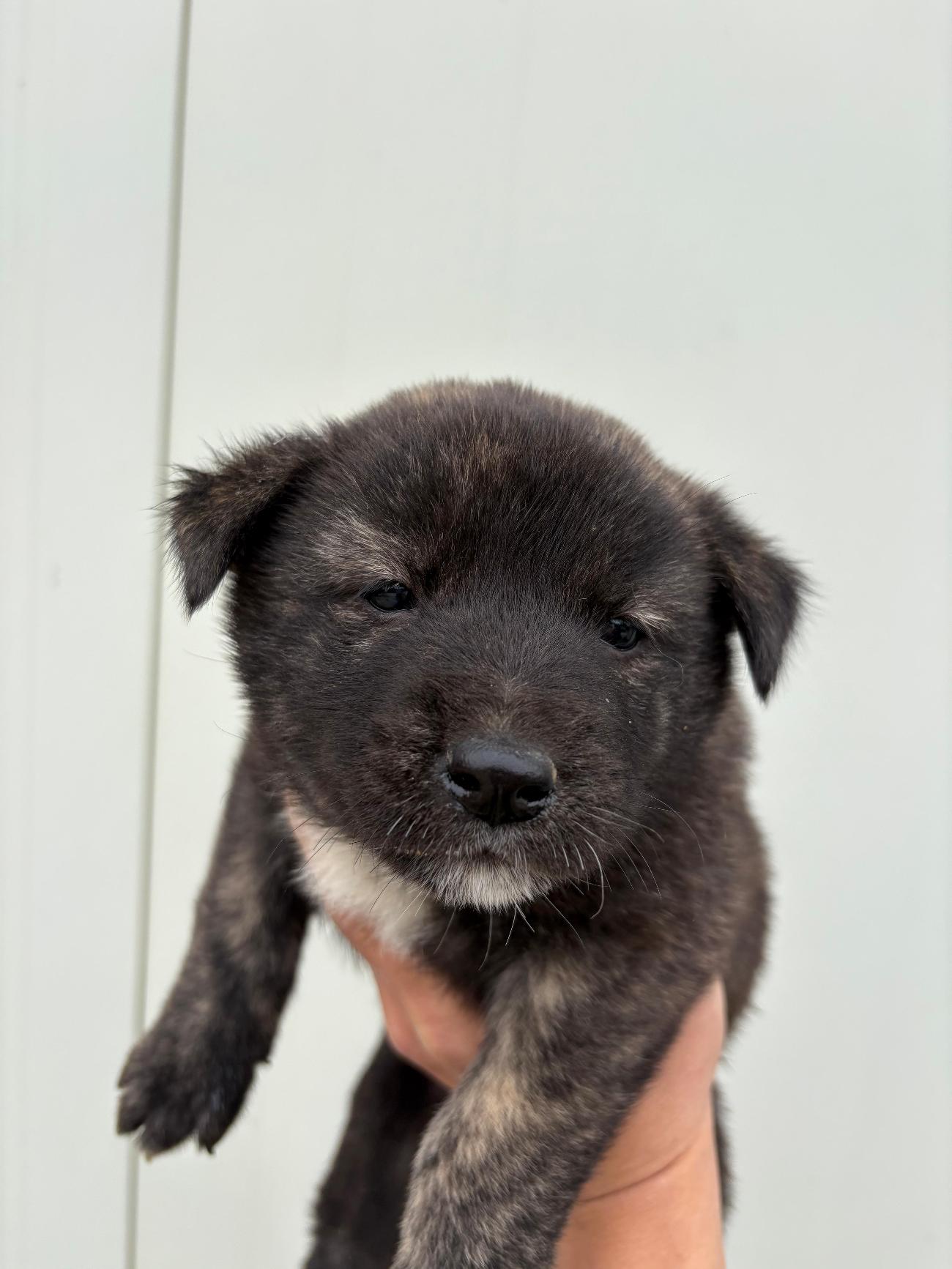 보호중 믹스견의 가…