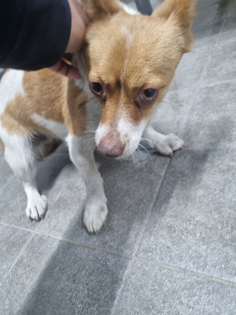 보호중 믹스견의 가…