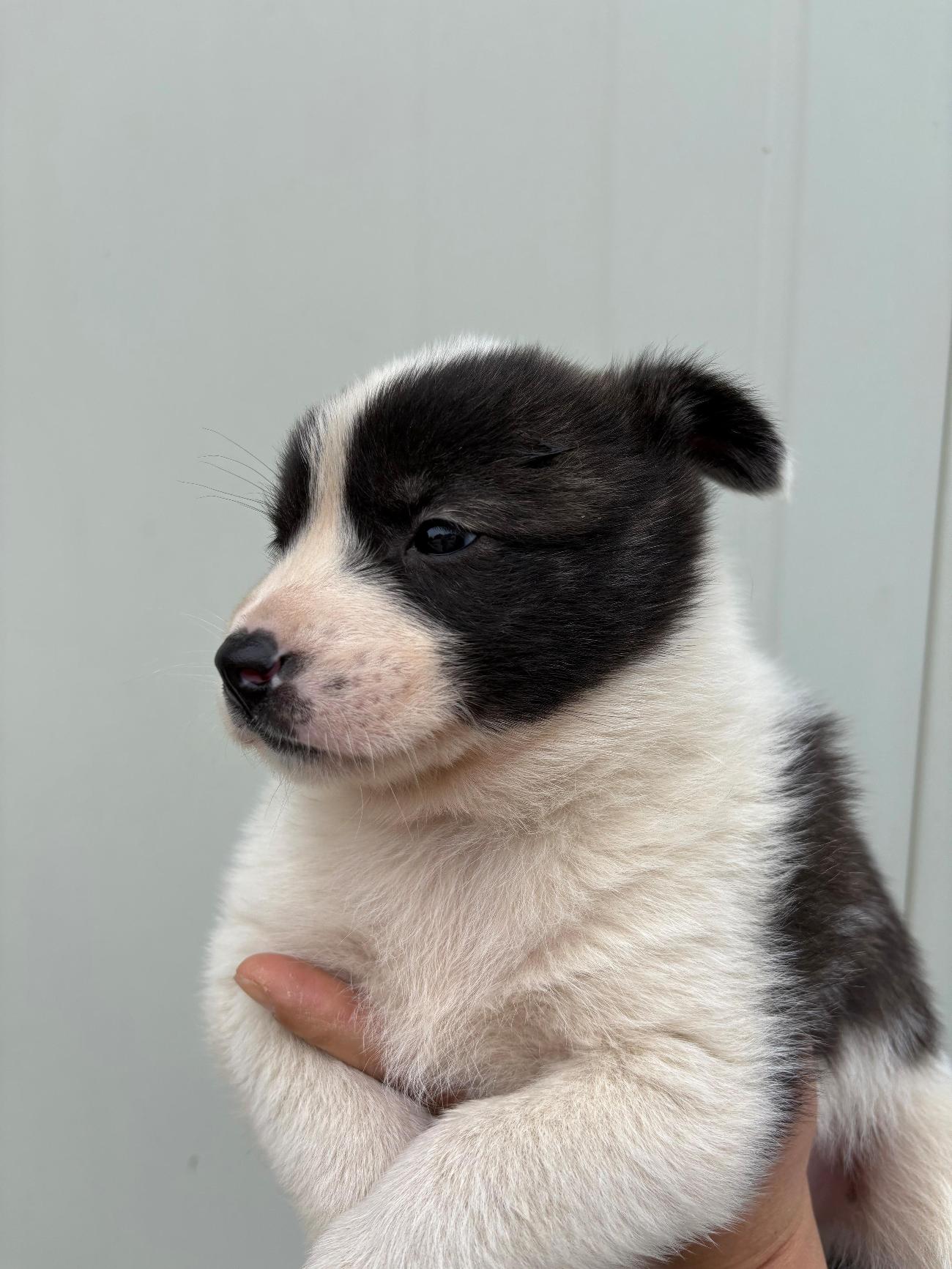 더나은동물병원_445478202500644