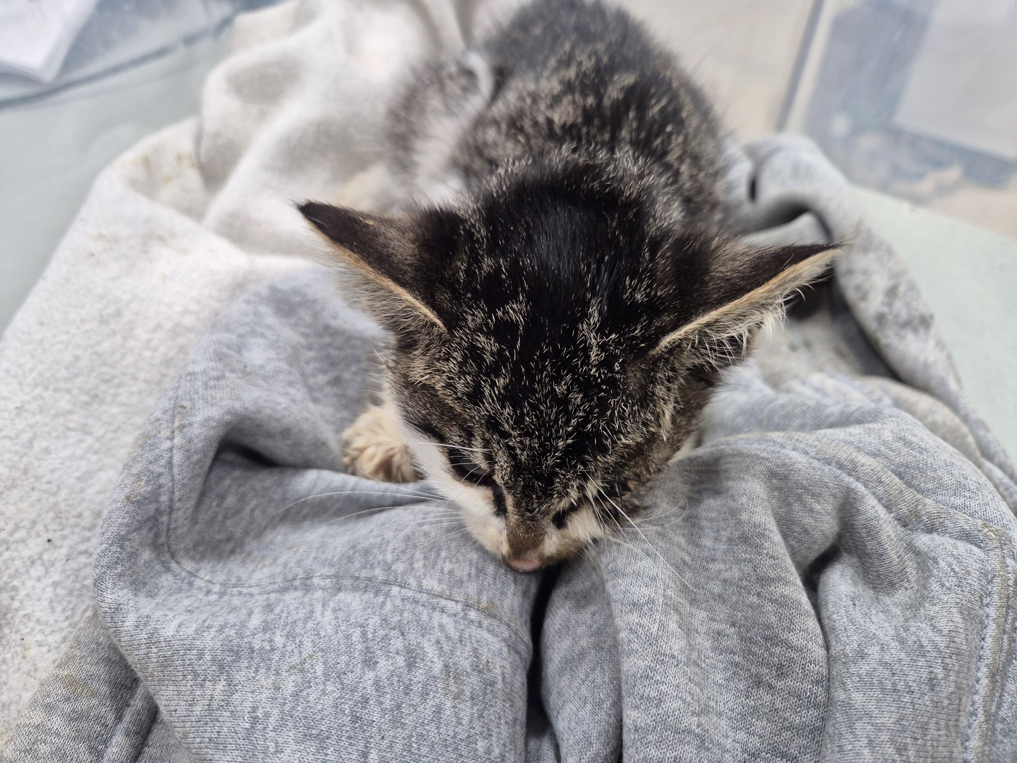 보호중 믹스묘의 가…