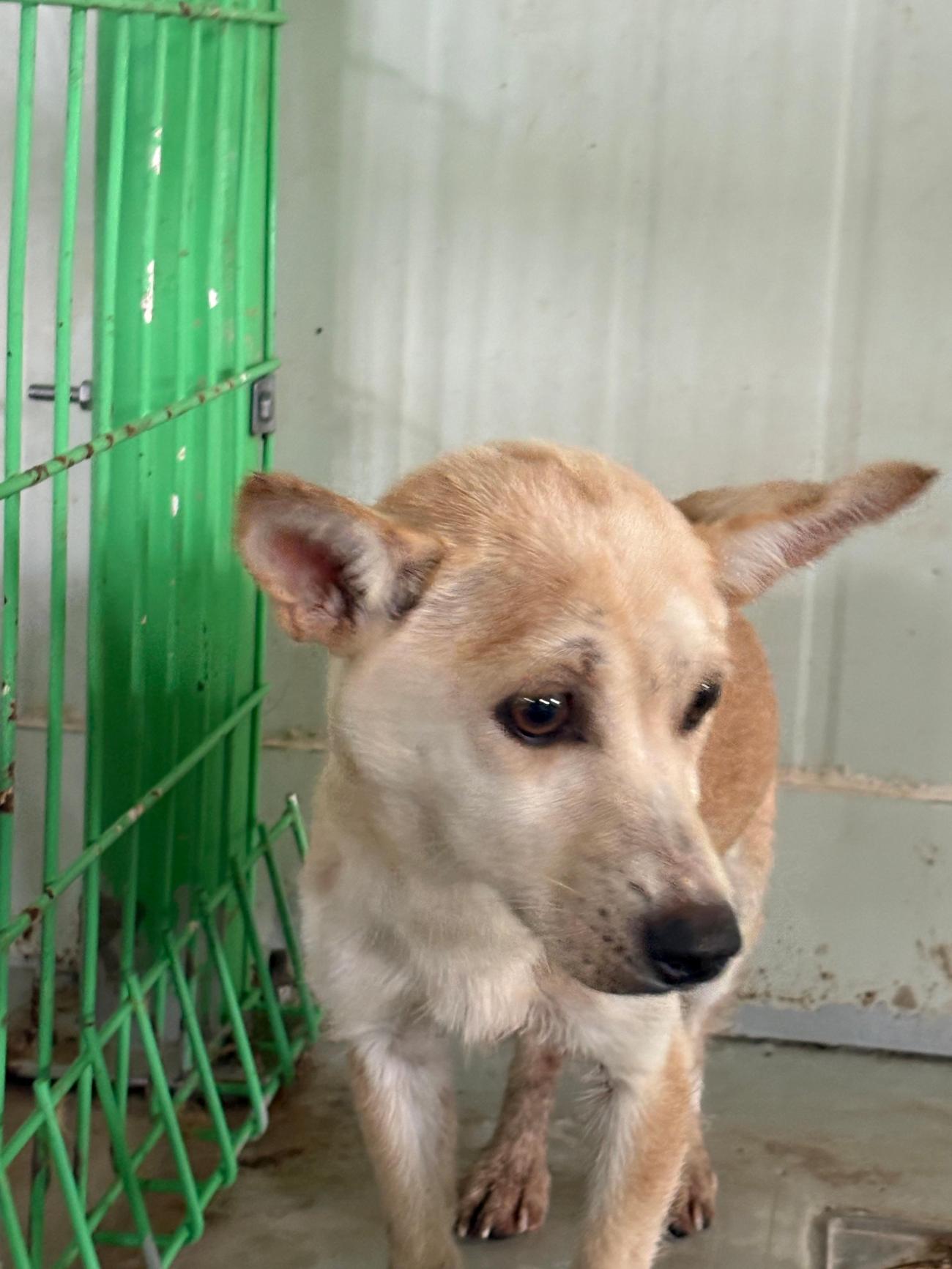 보호중 믹스견의 가…