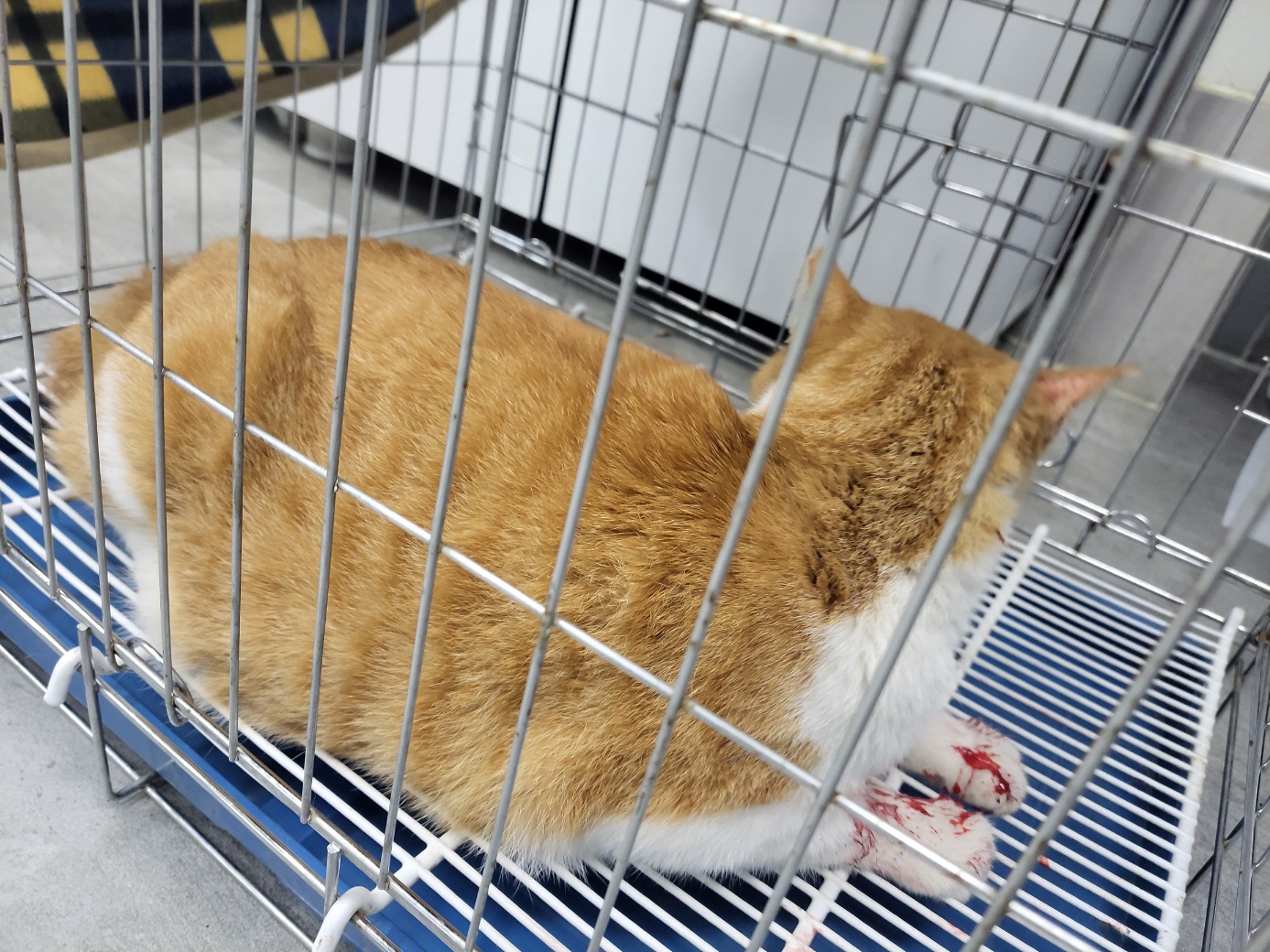 고양시동물보호센터_441394202502454