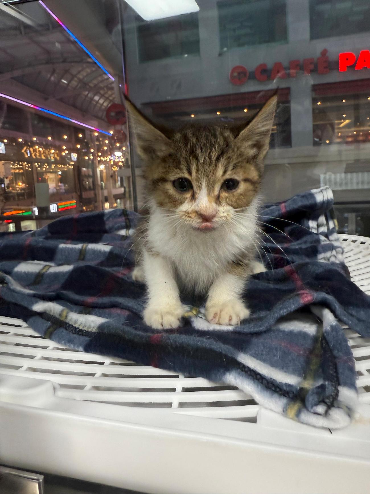 보호중 한국 고양이…