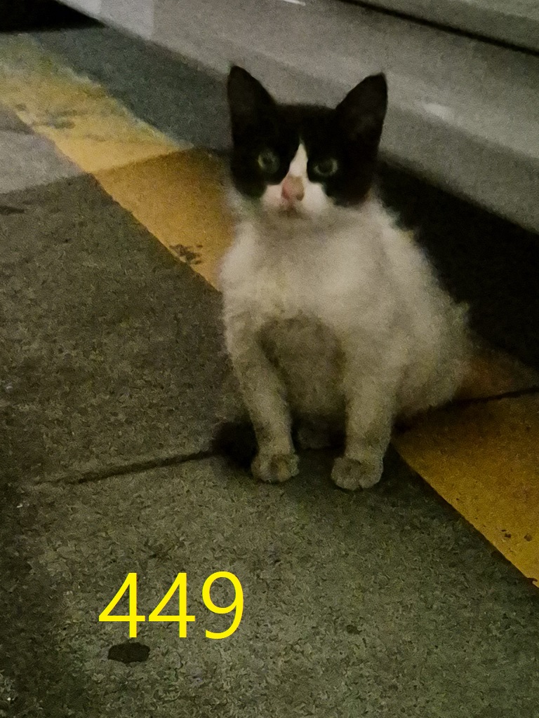 보호중 한국 고양이…