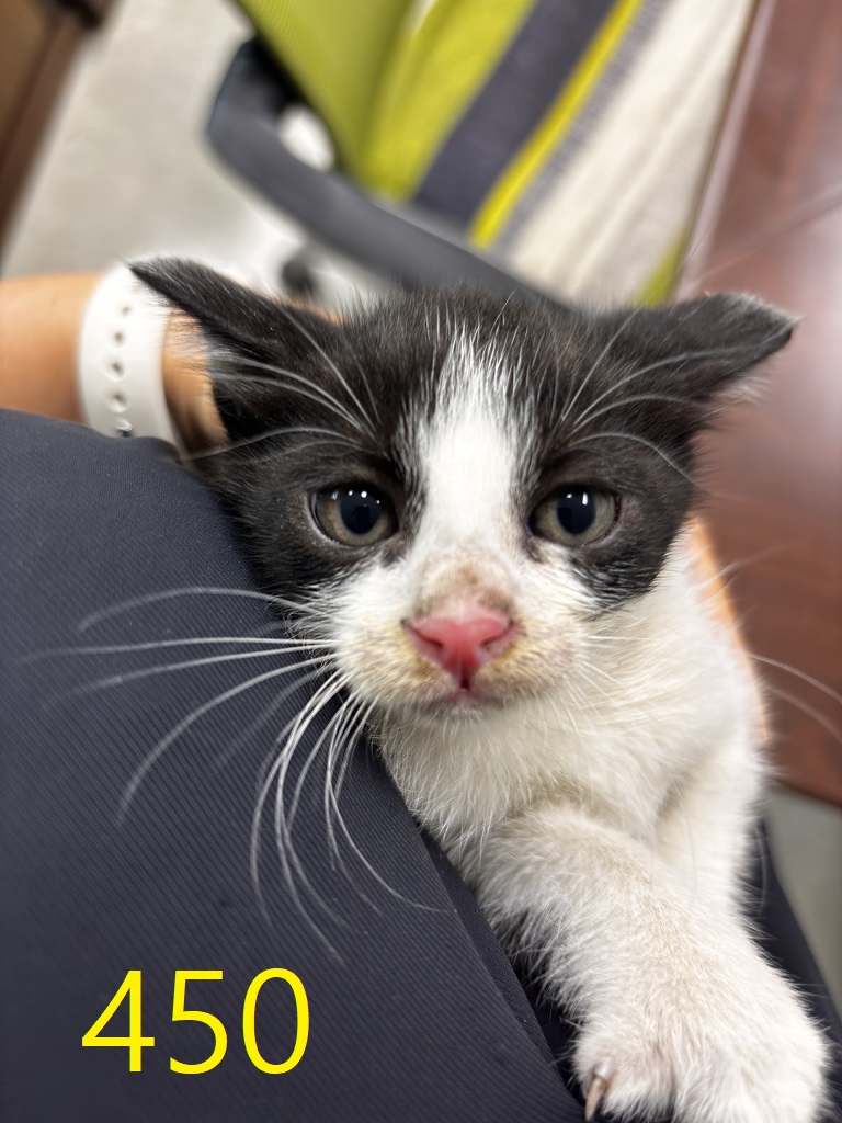 보호중 한국 고양이…