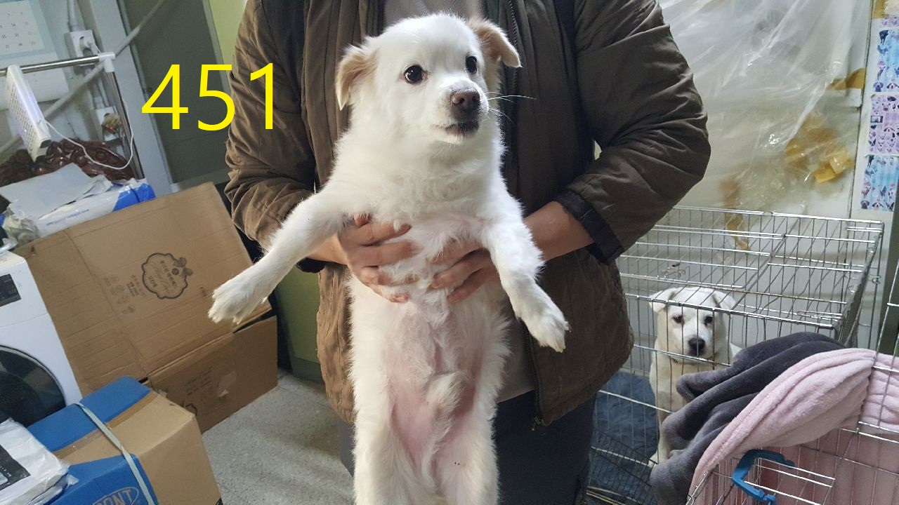 보호중 믹스견의 가…