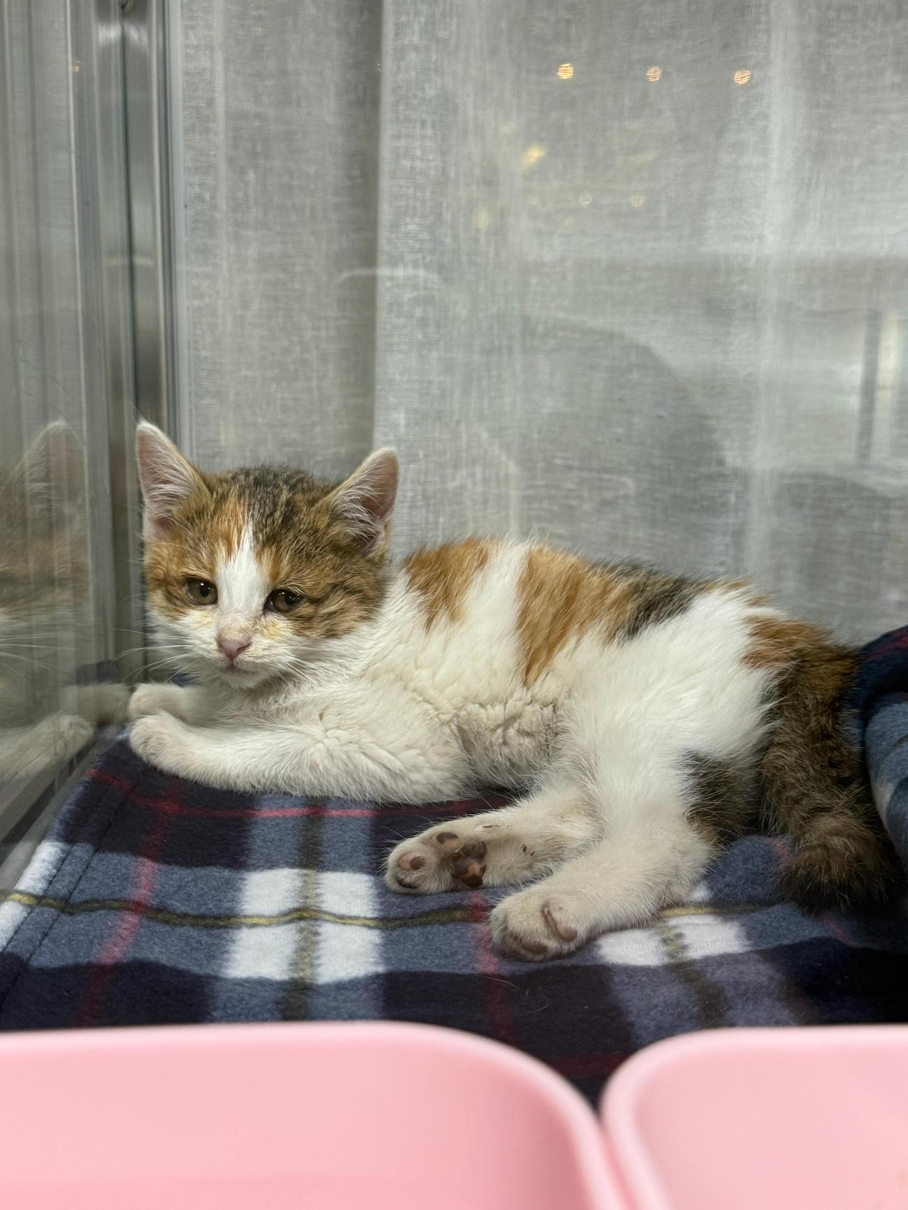 보호중 한국 고양이…