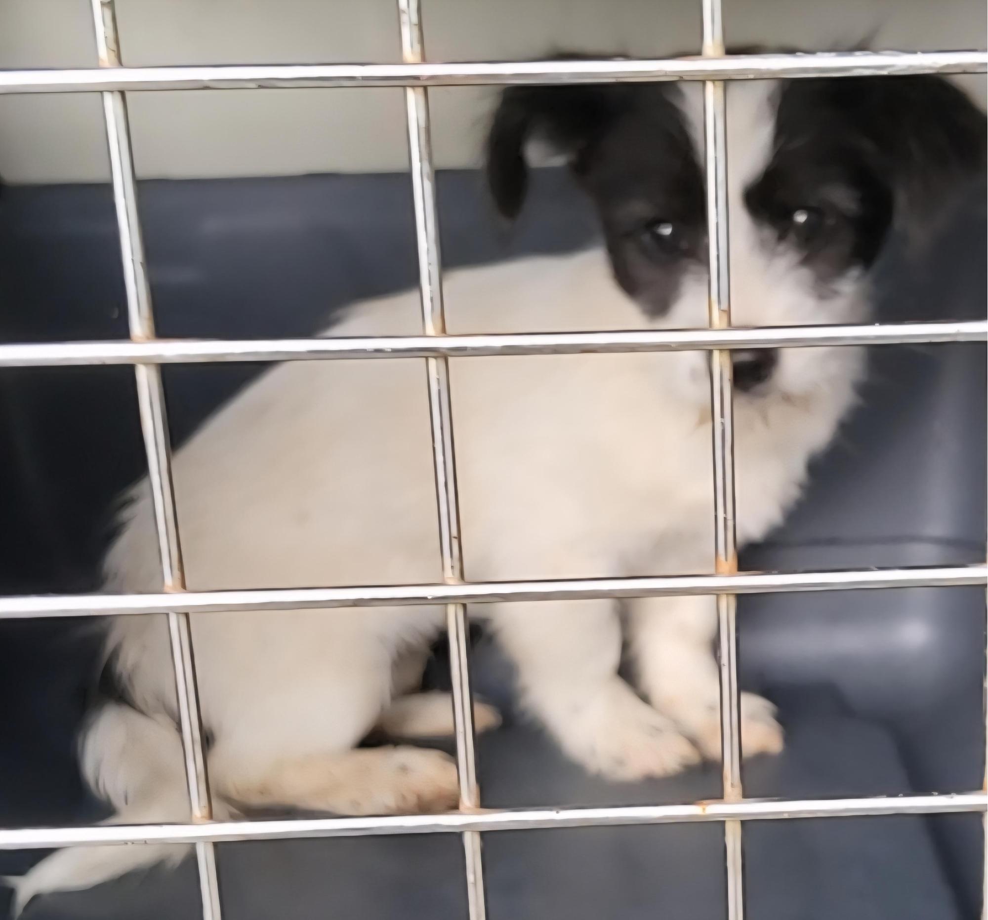 보호중 믹스견의 가…