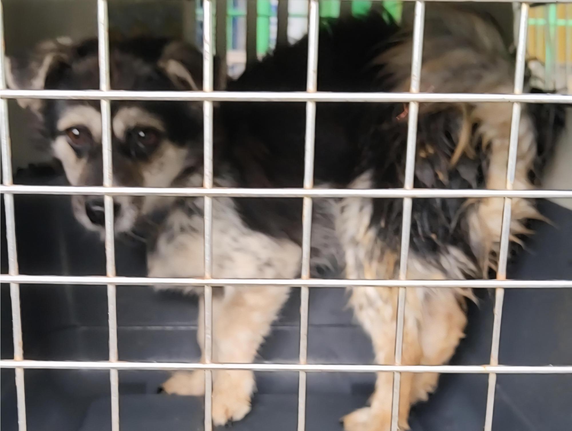 보호중 믹스견의 가…