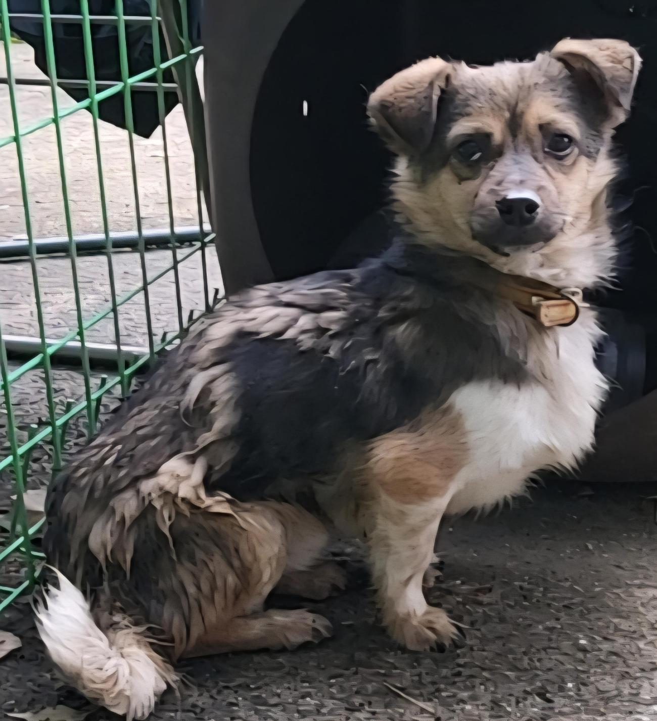 목포시유기동물보호소_446480202501611