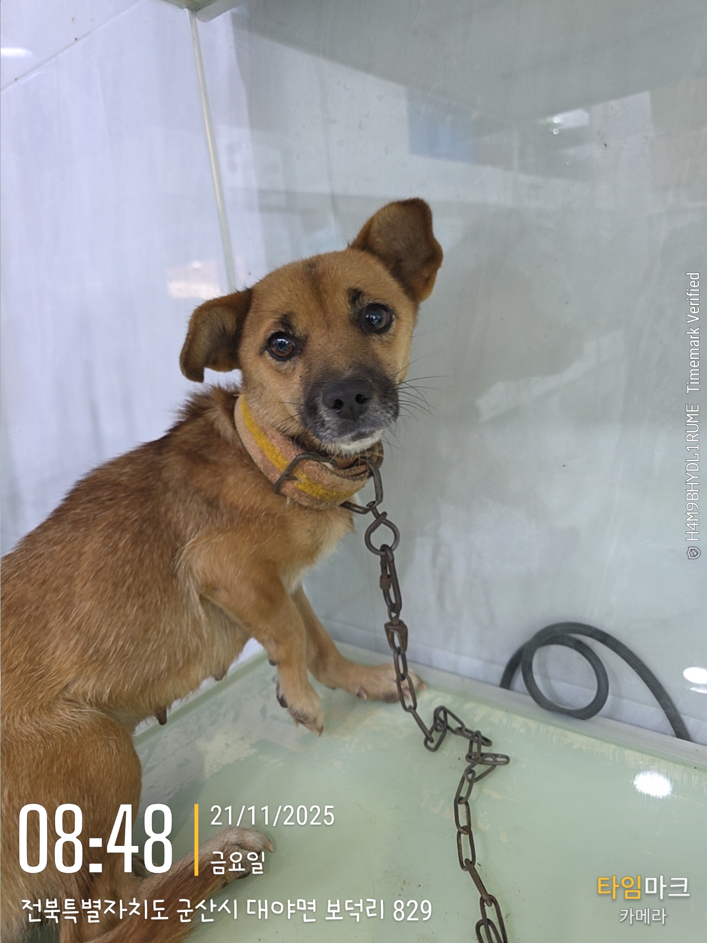 보호중 믹스견의 가…