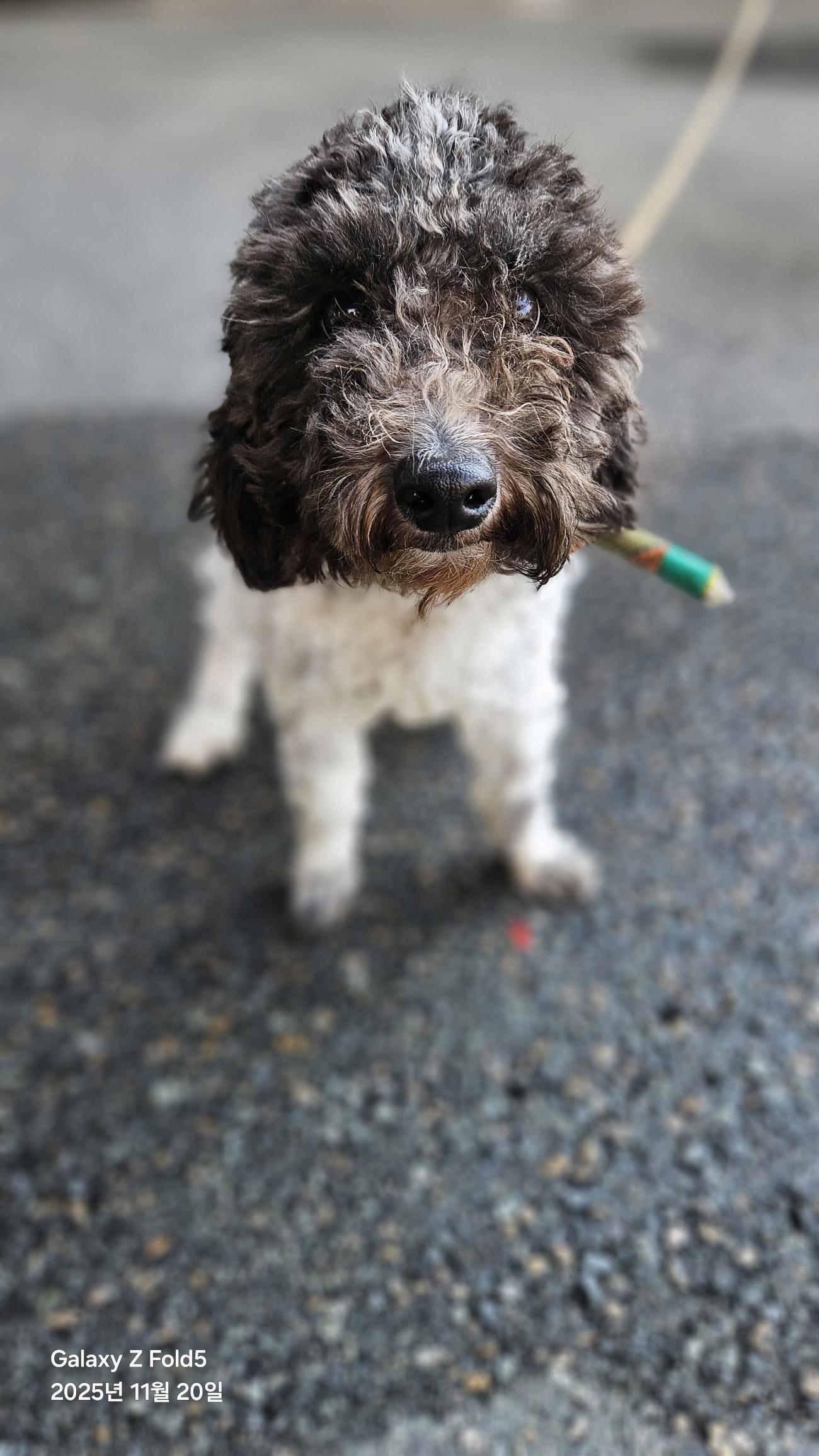 (사)동물보호관리협회_448535202501667