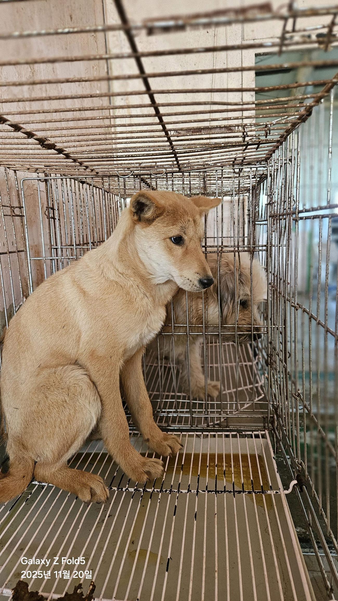 보호중 믹스견의 가…