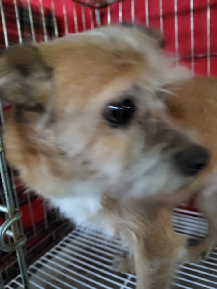 보호중 믹스견의 가…