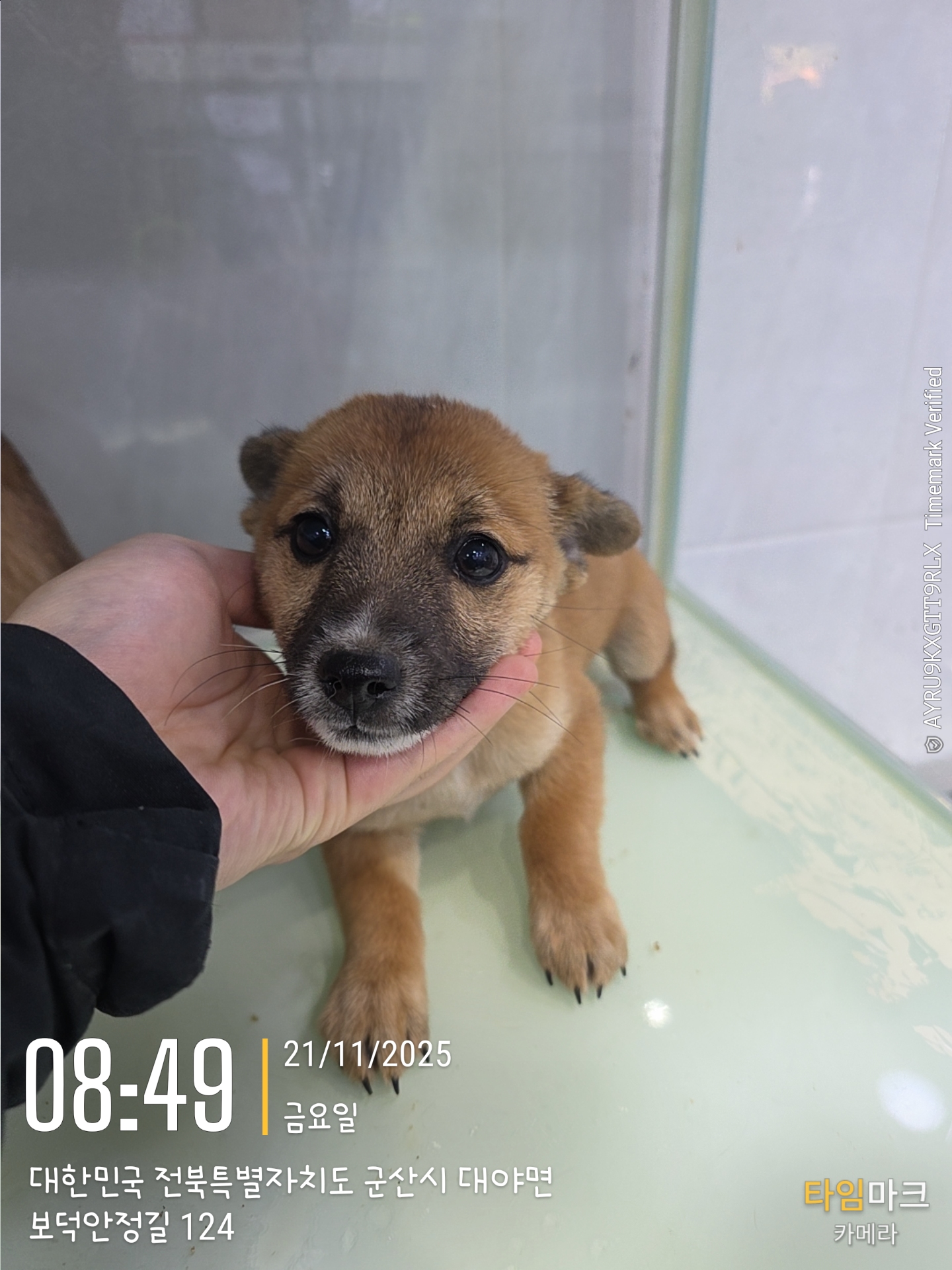 보호중 믹스견의 가…