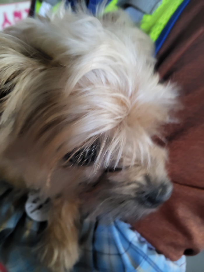 보호중 믹스견의 가…