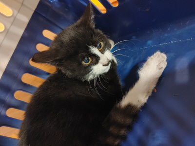 보호중 믹스묘의 가…