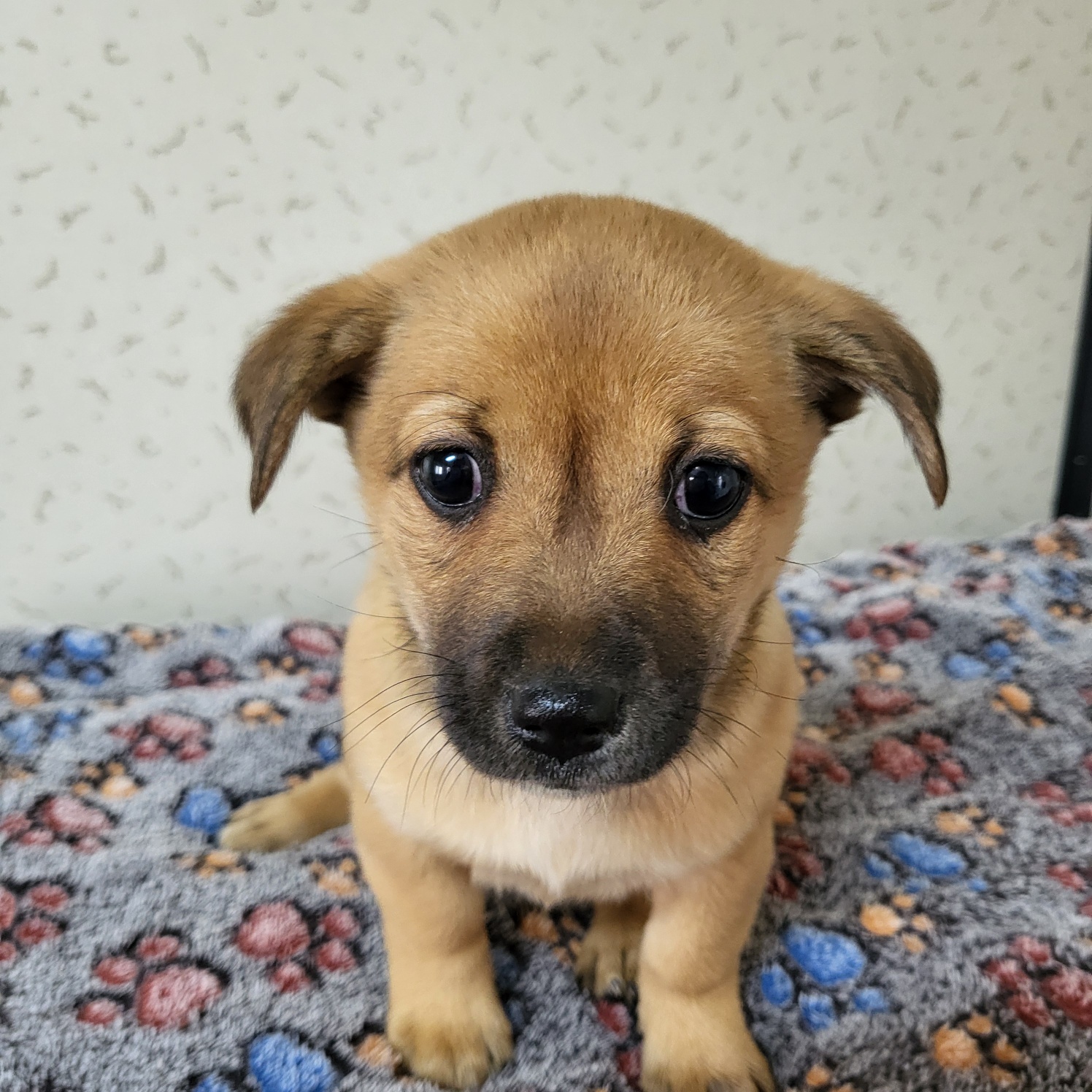 보호중 믹스견의 가…