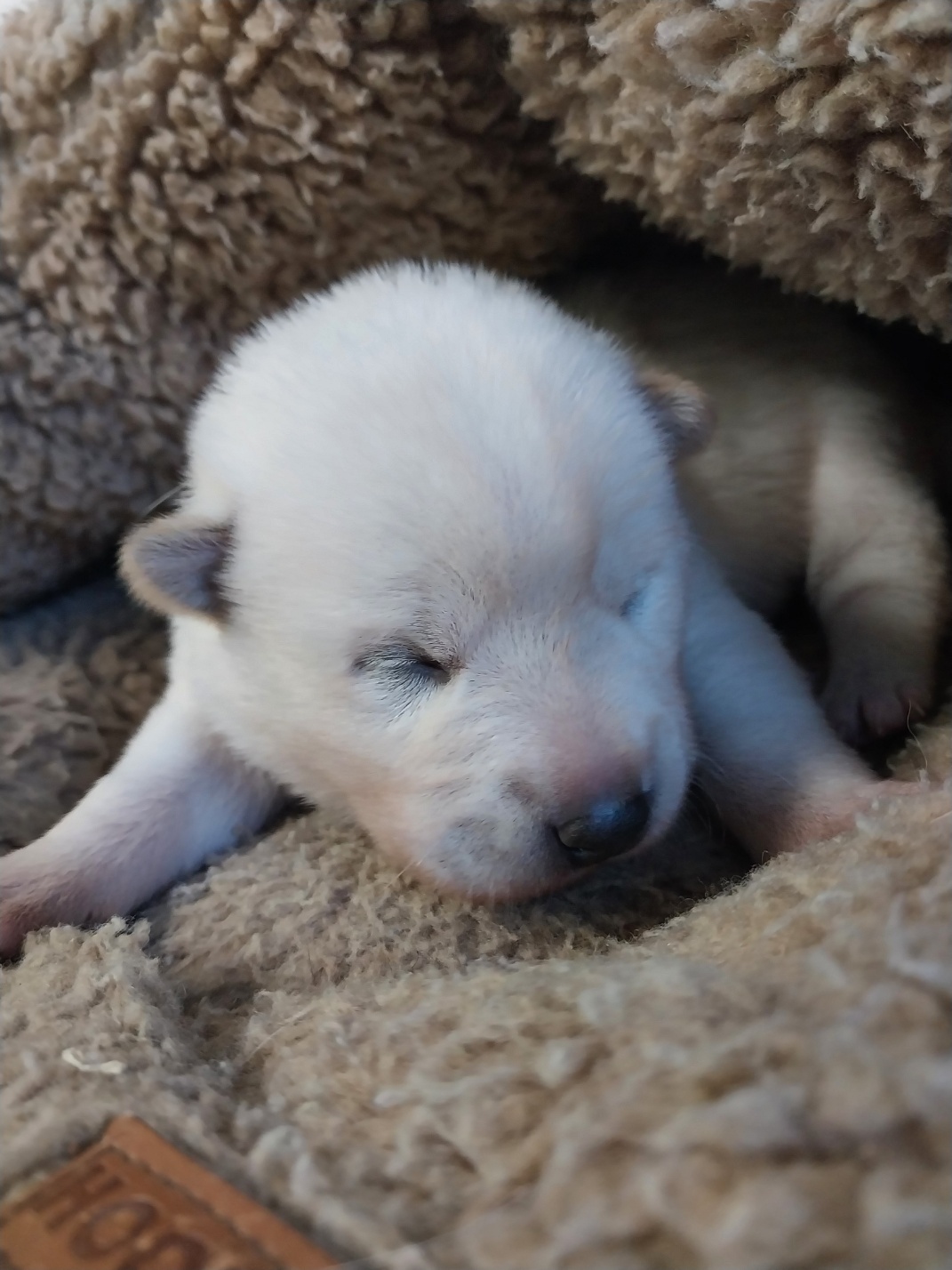 보호중 믹스견의 가…