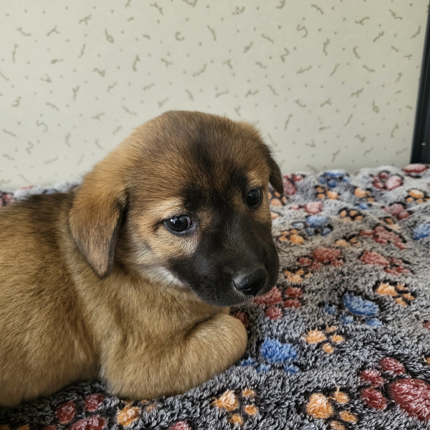 보호중 믹스견의 가…