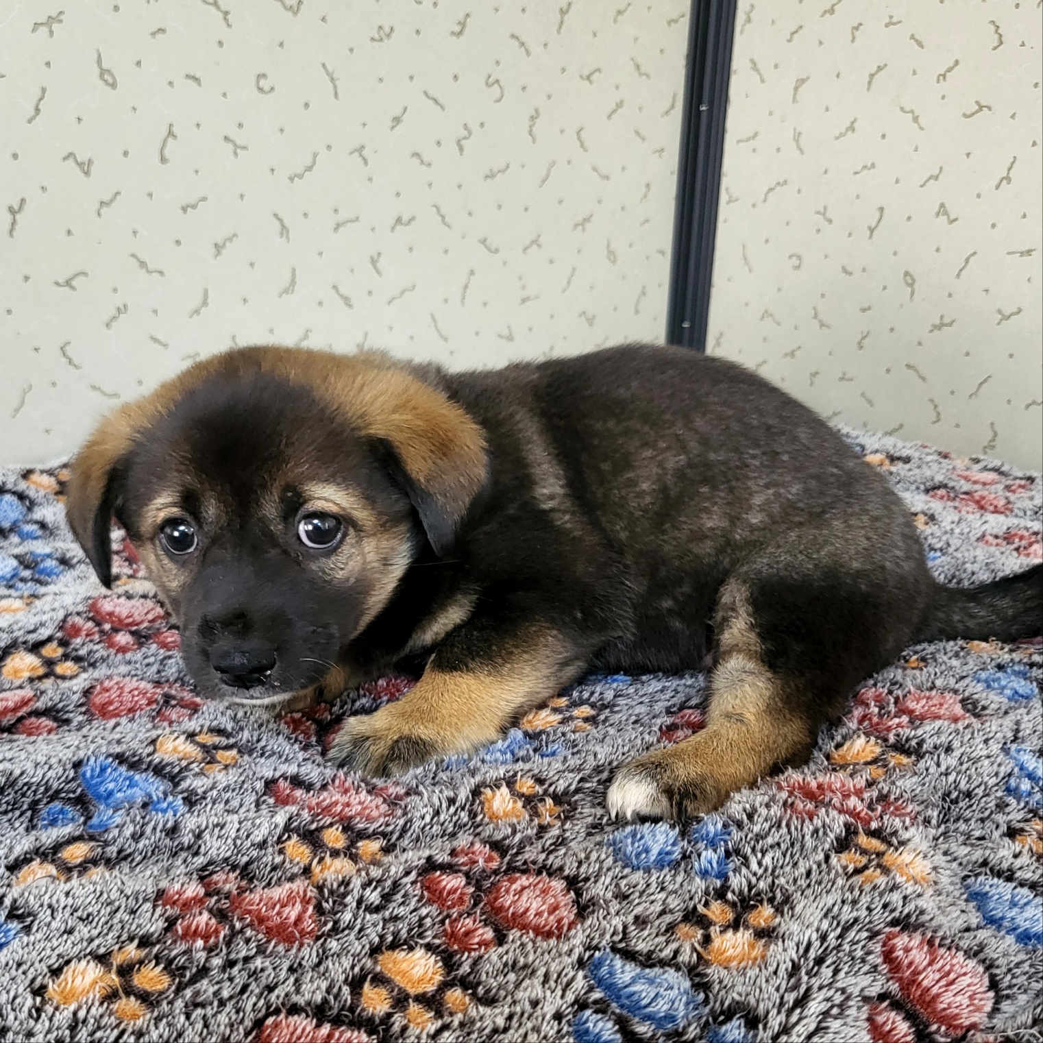 보호중 믹스견의 가…