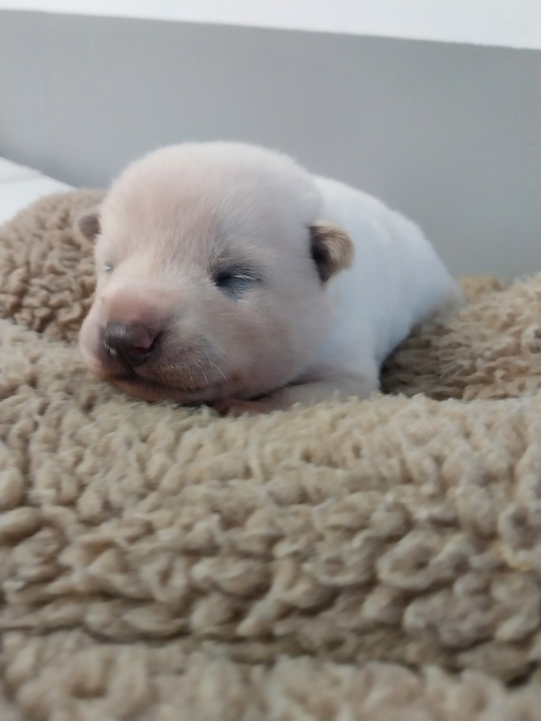 보호중 믹스견의 가…