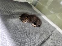 종료(자연사) 한국…